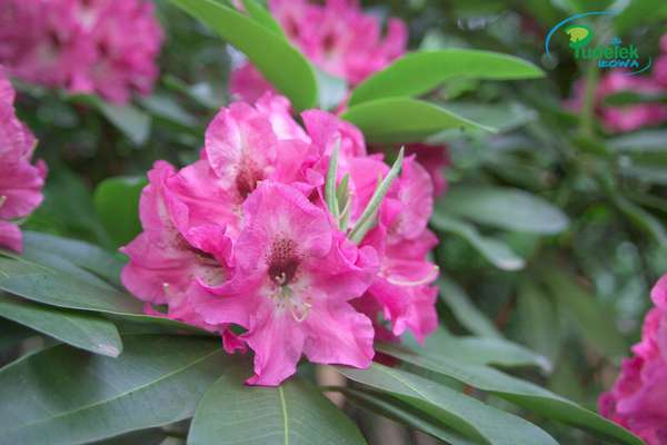 Rhododendron syczuanense